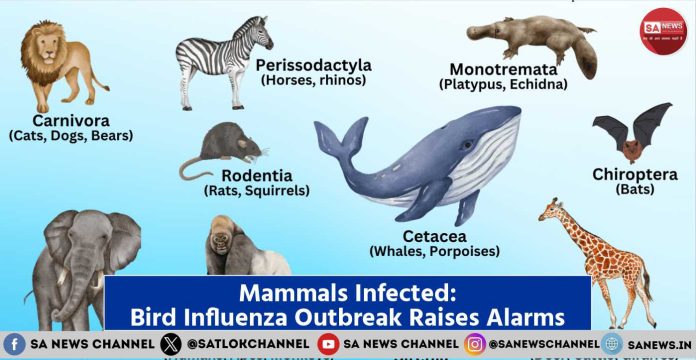 Mammals Infected Bird Influenza Outbreak Raises Alarms